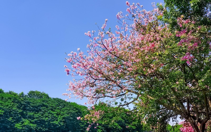 [26316] 石井河畔