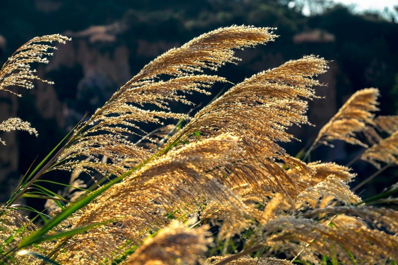 云南行一一陆良彩色沙林