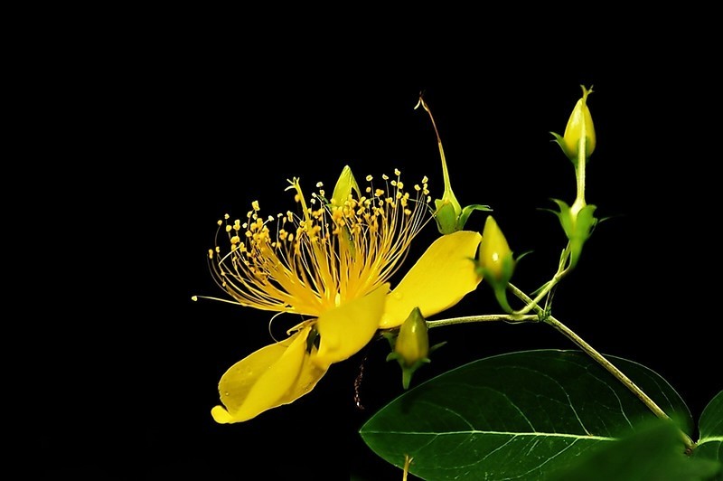 花卉
