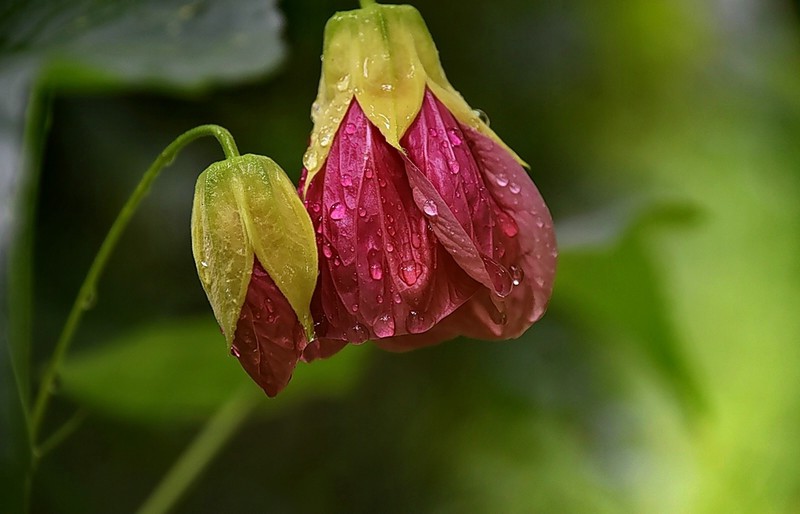 花卉