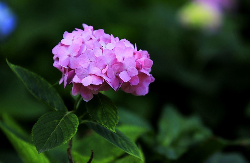 绣球花 (2)