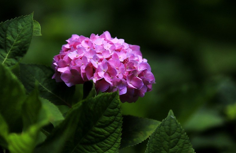 绣球花 (2)