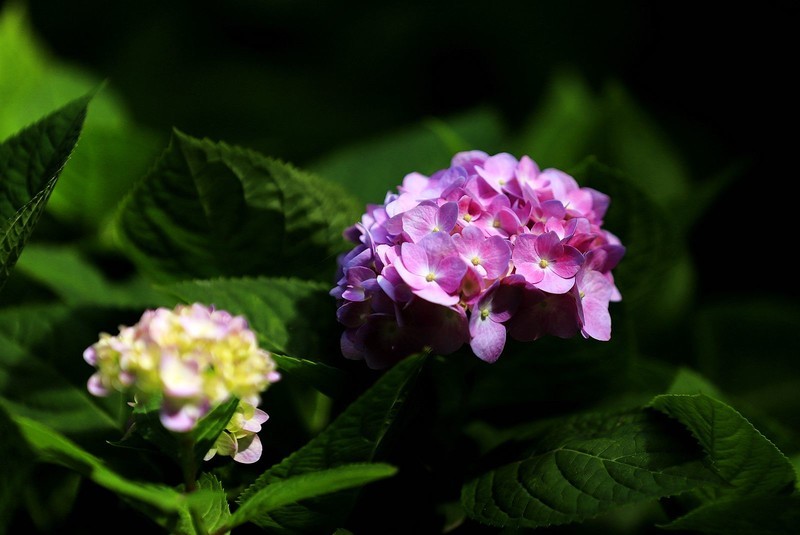 绣球花 (2)