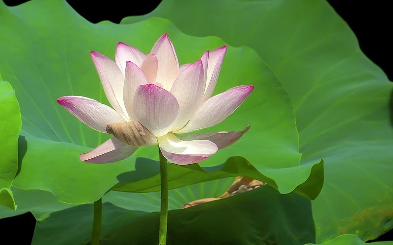 [26213] 荔湾湖的荷花（9）
