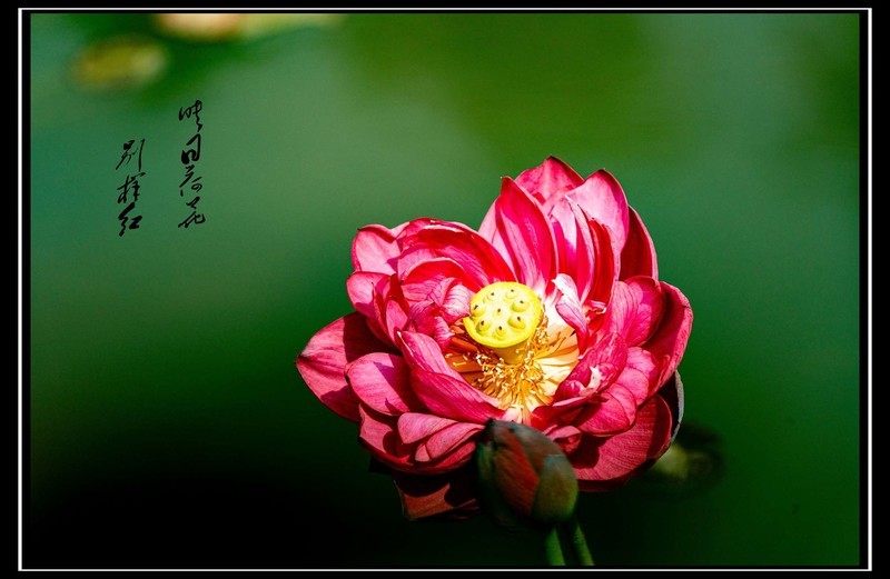 世博园  荷花