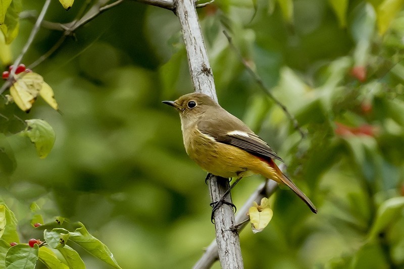 北红尾鸲（14）
