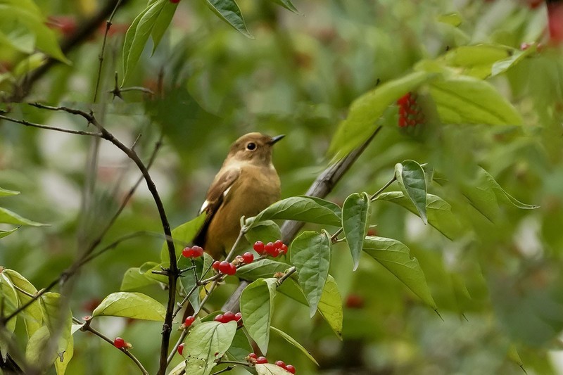 北红尾鸲（14）