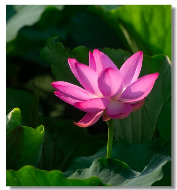 荷花（二十六）