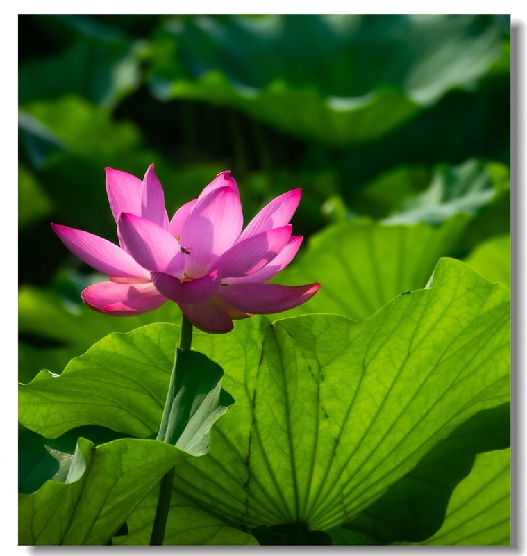 荷花（二十六）