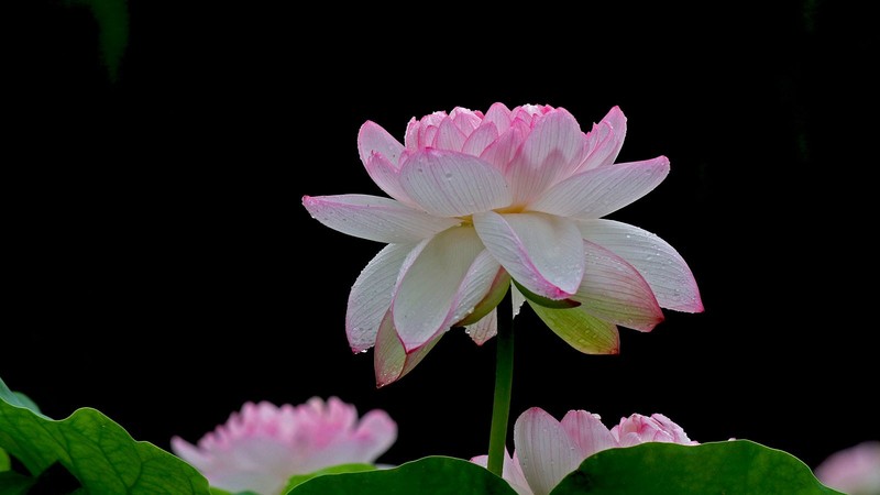 雨 荷