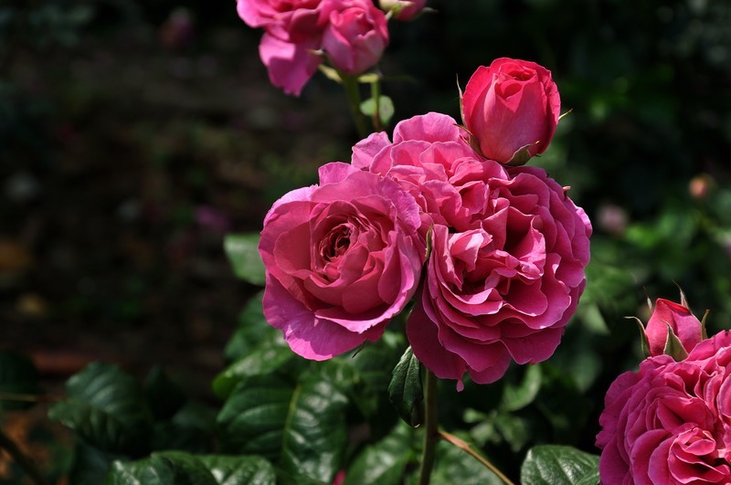 2026花卉植物赏析———月季【4】