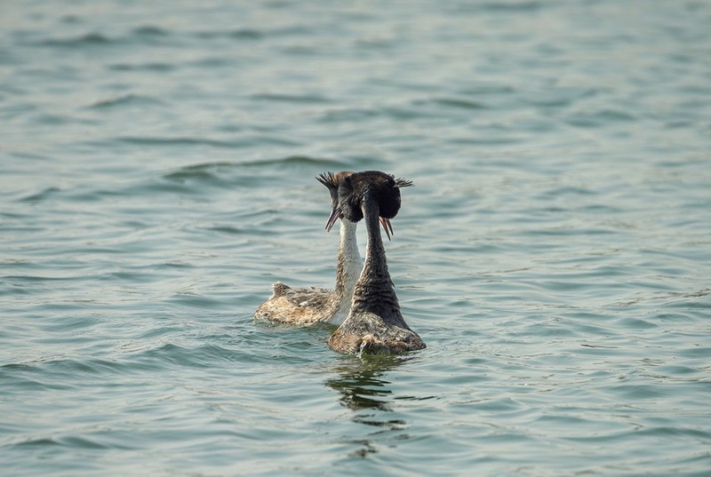 凤头鸊鷉撞胸（6）