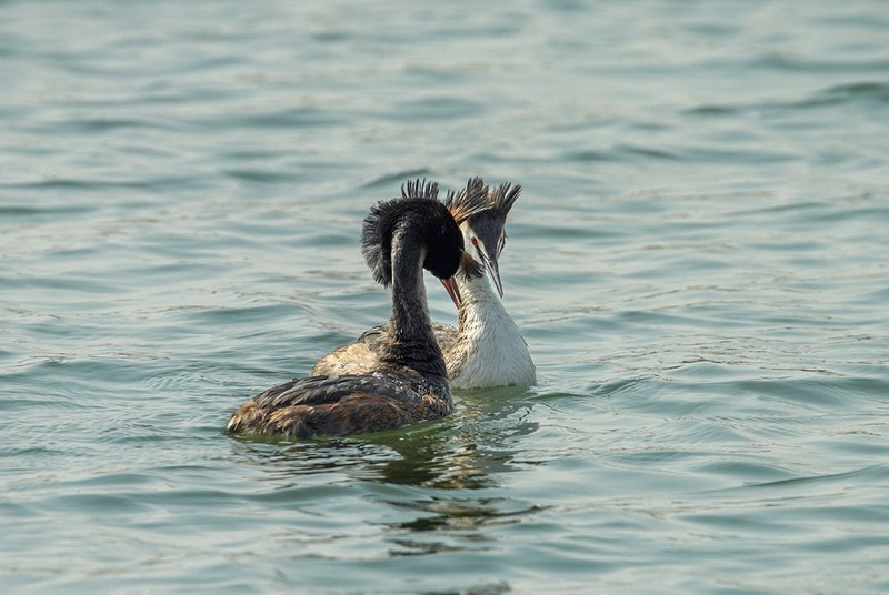 凤头鸊鷉撞胸（6）