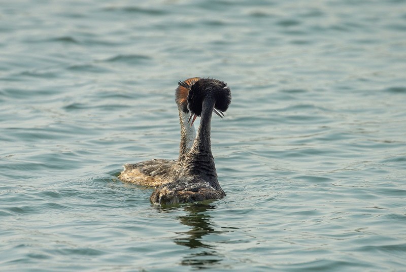 凤头鸊鷉撞胸（6）