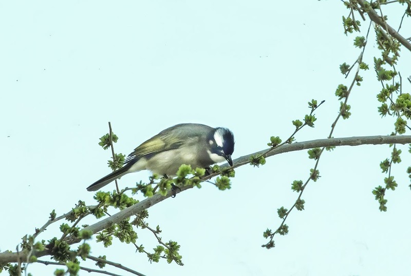 白头翁吃榆钱（8）