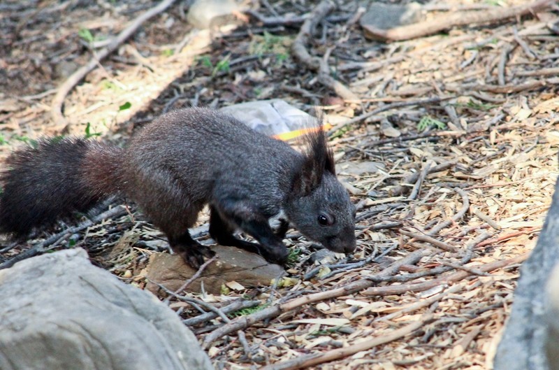 春日——山林中的小精灵（松鼠）