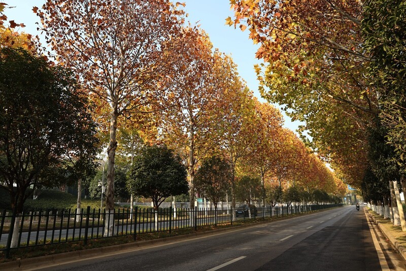 滨江大道梧桐大道