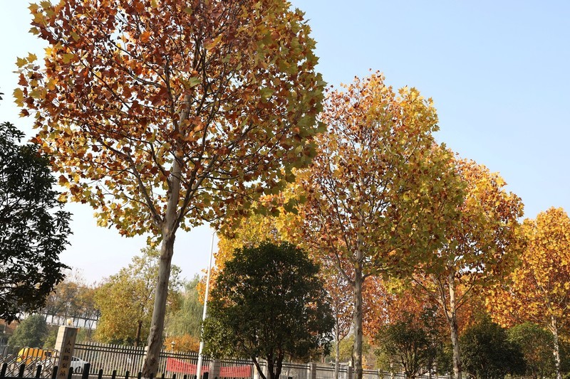 滨江大道梧桐大道