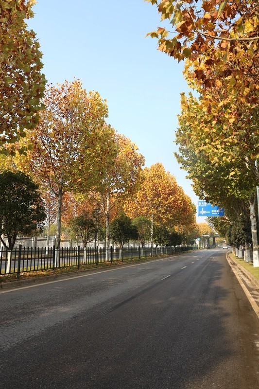 滨江大道梧桐大道