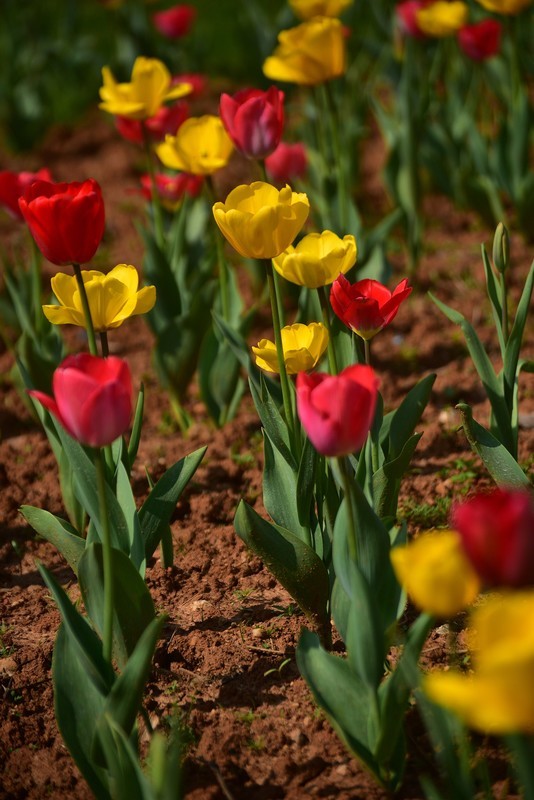 湖南植物园郁金香剪影
