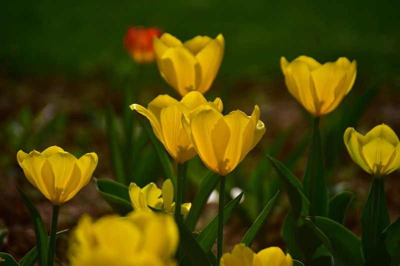 湖南植物园郁金香剪影