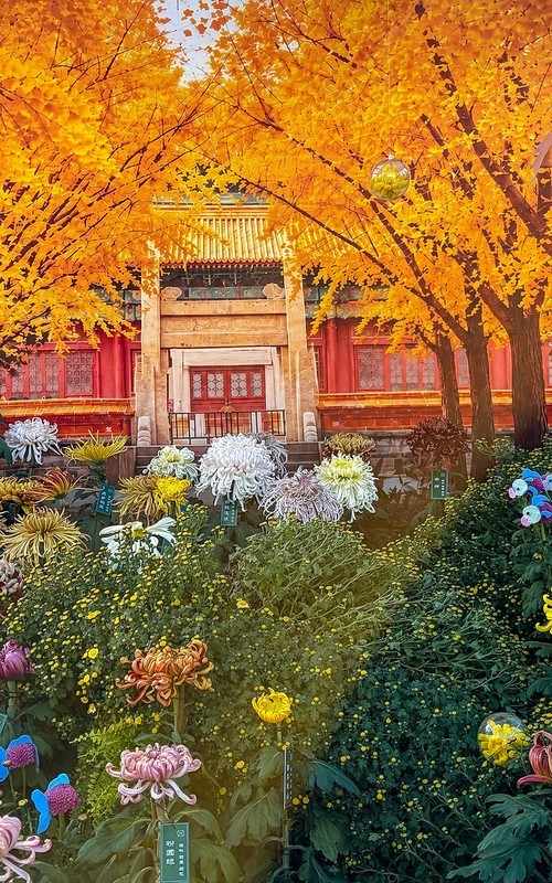 2026年- 北海公园菊花展-0654