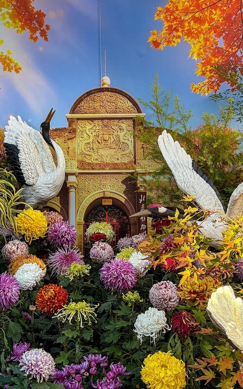 2026年- 北海公园菊花展-0654