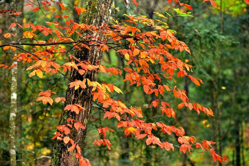 旺苍盐井河之秋