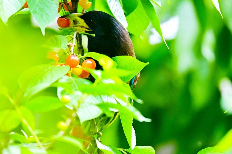 樱桃熟了红彤彤