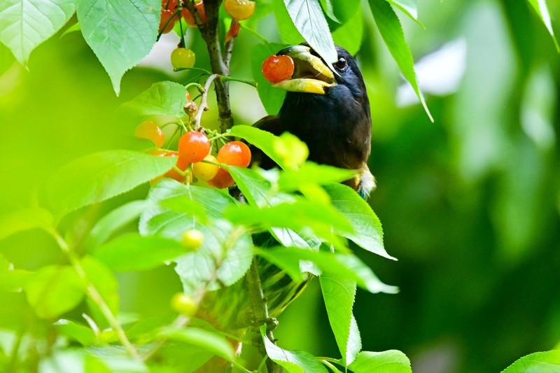 樱桃熟了红彤彤