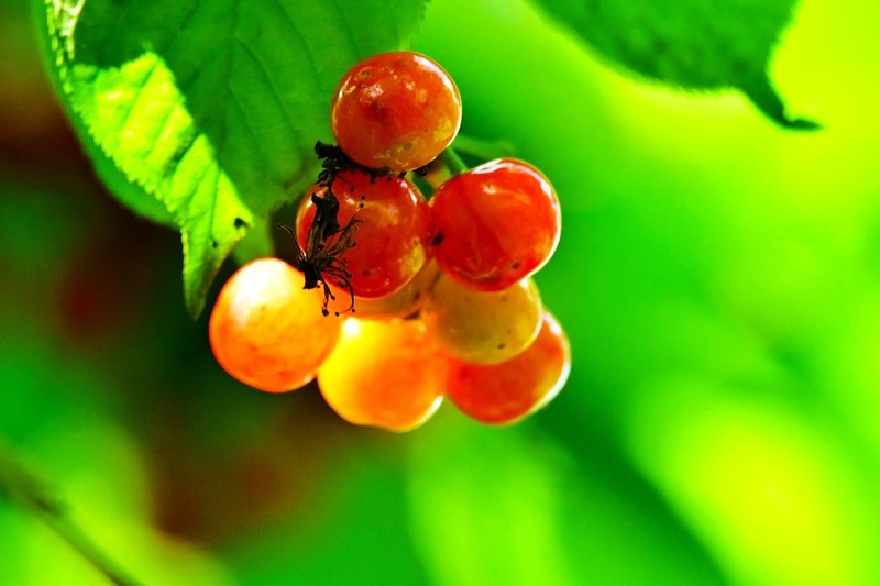 樱桃熟了红彤彤