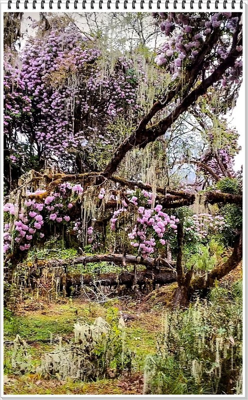 2026年-西藏林芝高山杜鹃花-0256