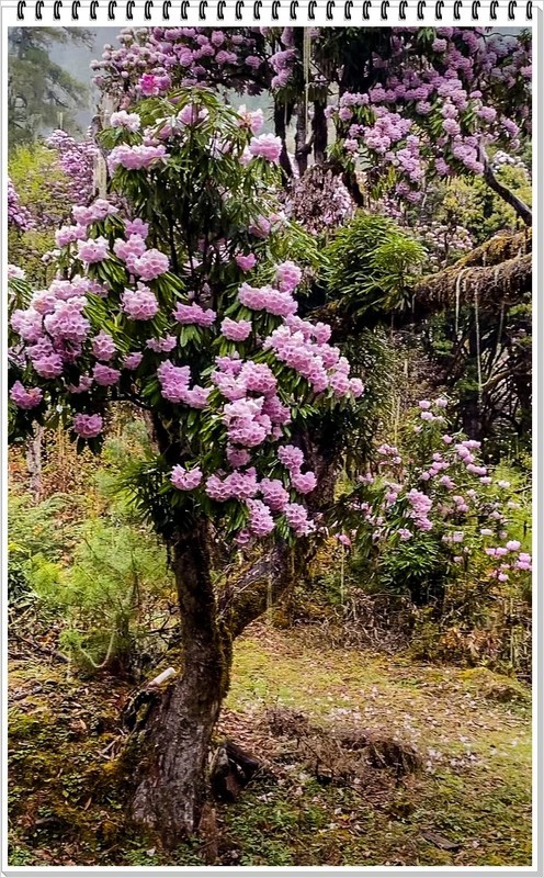 2026年-西藏林芝高山杜鹃花-0256
