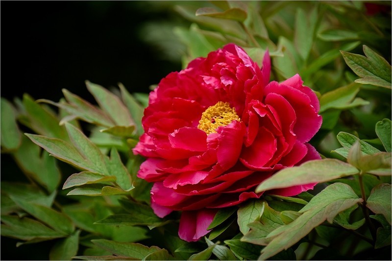 2026年第0263贴 - 莲花池公园牡丹花（0419）