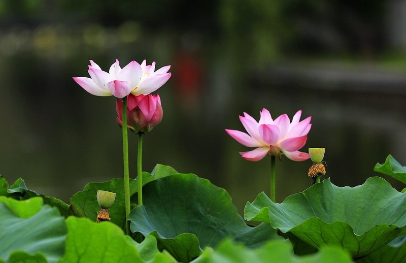 荷花 (24)