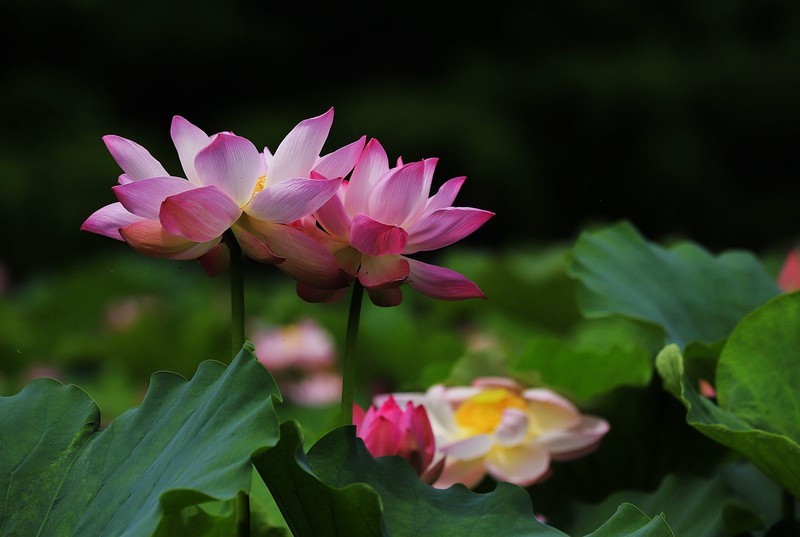 荷花 (24)