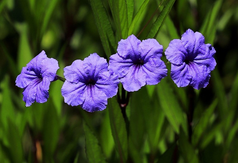 蓝花草 (5)