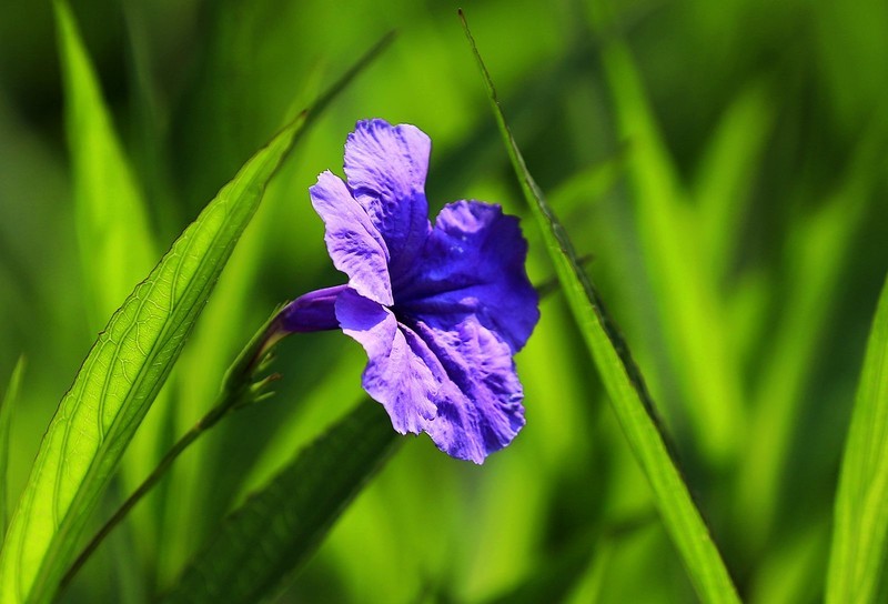 蓝花草 (5)