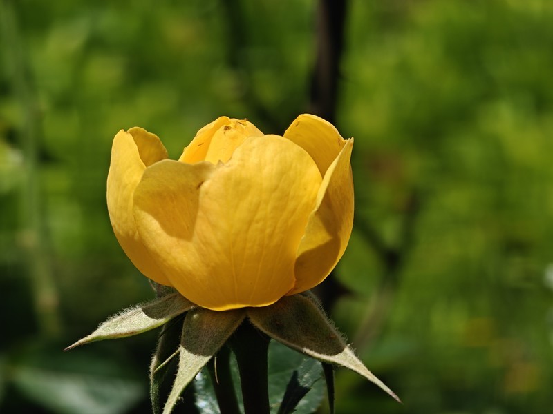 拍摄花卉一（1002）