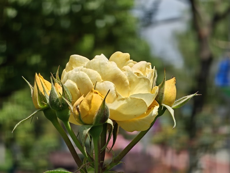 拍摄花卉一（1002）