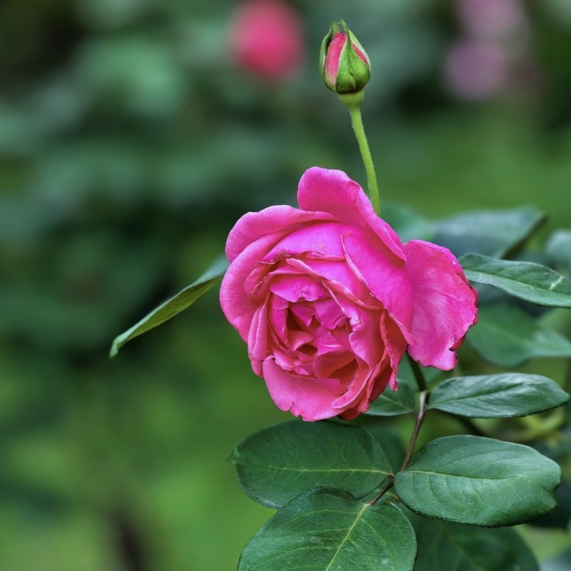 2026151 月 季 花