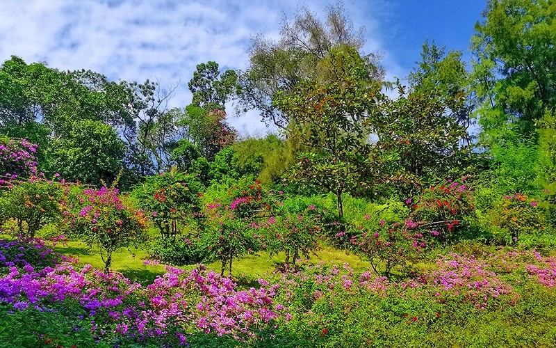 [26120] 云萝植物园（3）