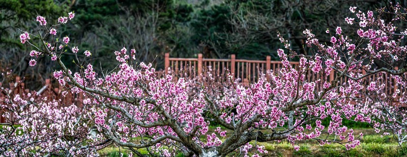 人面不知何处去    桃花依旧笑春风
