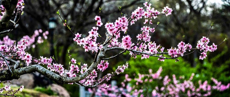 人面不知何处去    桃花依旧笑春风