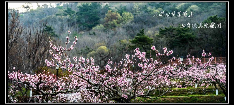 人面不知何处去    桃花依旧笑春风