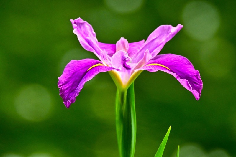 【花姿杻约 高贵典雅】红色玉蝉花