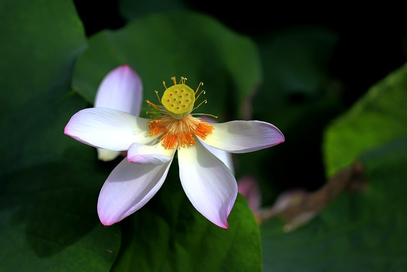 荷花 (25)