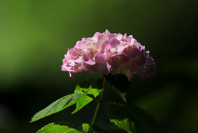 绣球花 (5)