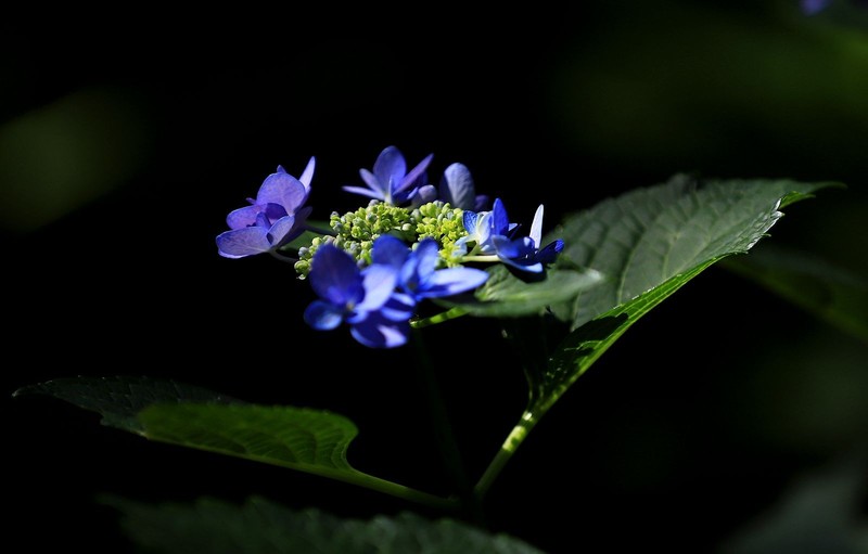 绣球花 (5)