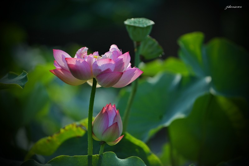 荷（2026）